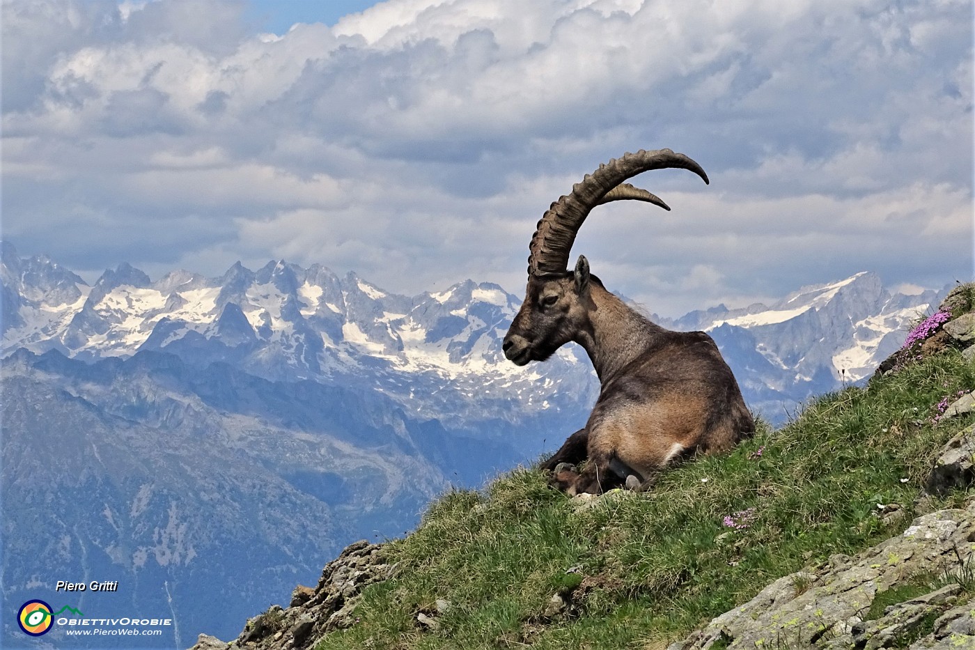68 Bell'esemplare di stambecco maschio adulto in relax con le Alpi Retiche sullo sfondo.JPG